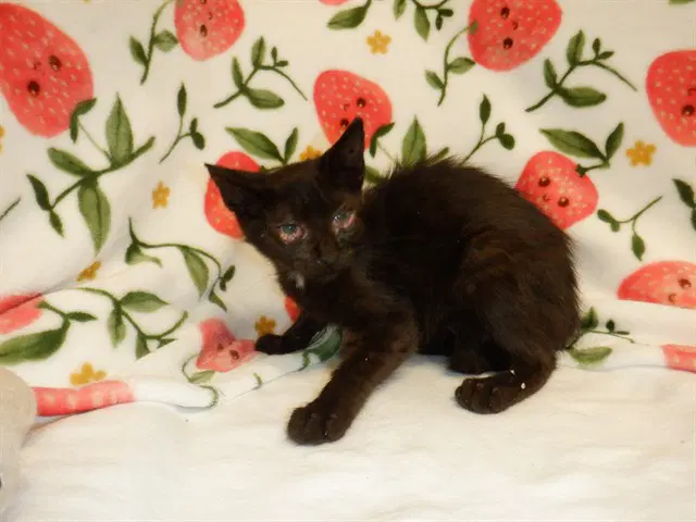 Knight - Domestic Short Hair