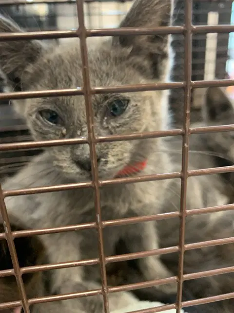 Terra - Domestic Short Hair