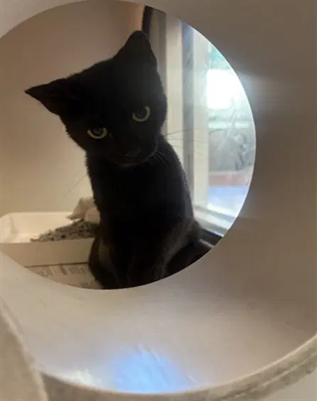 Luna - Domestic Short Hair
