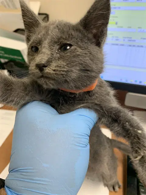 Linx - Domestic Short Hair