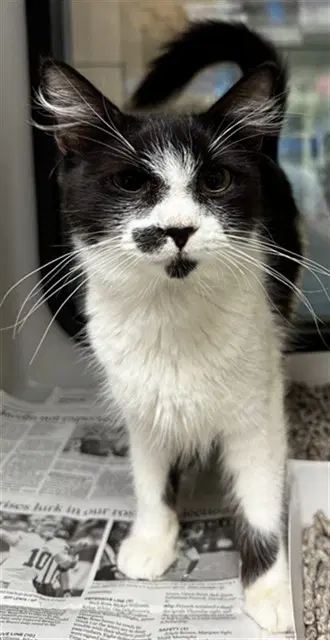 Mama Bear - Domestic Short Hair