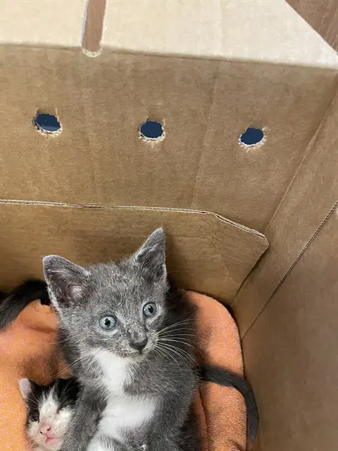 White Paws - Domestic Short Hair