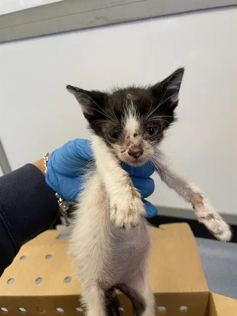 Tony - Domestic Short Hair