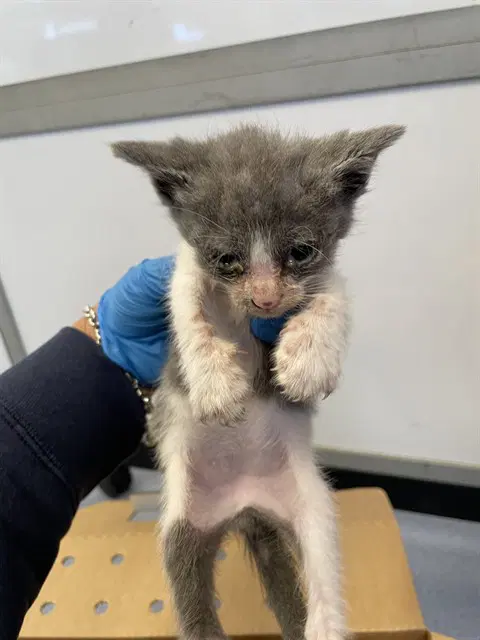 Trey - Domestic Short Hair