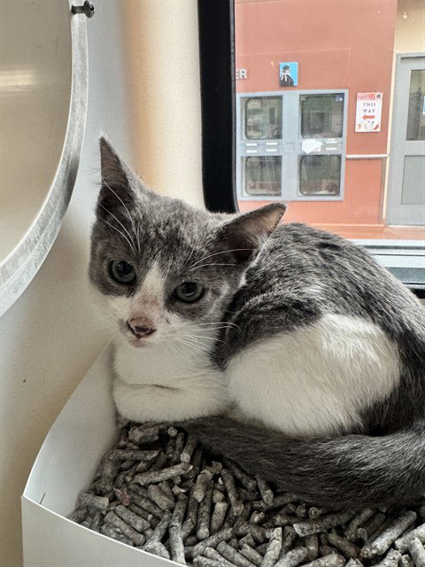 picture of the cat needing adoption