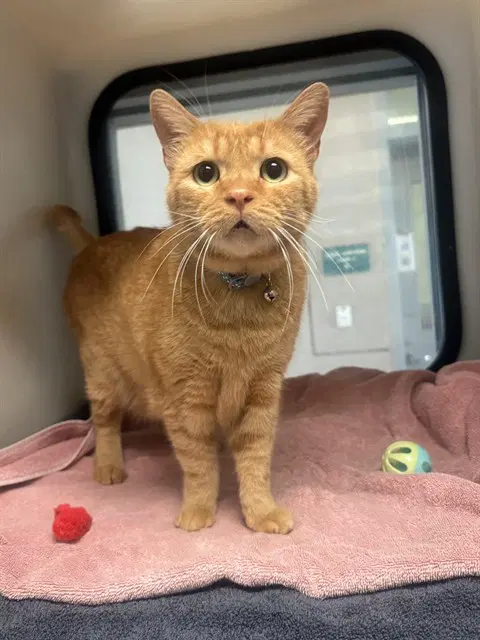Garfield - Domestic Short Hair