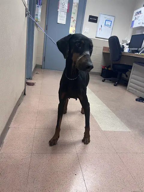 Aryah - Doberman Pinscher