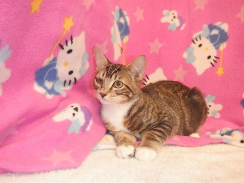 picture of the cat needing adoption