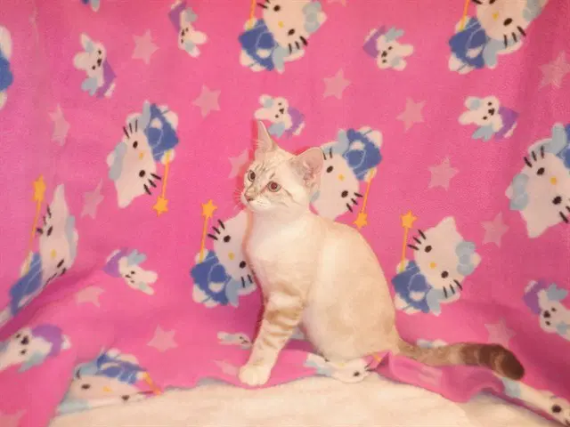 Catzilla image 1