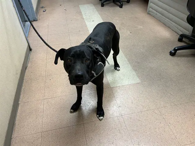 Raiders - Pit Bull Terrier