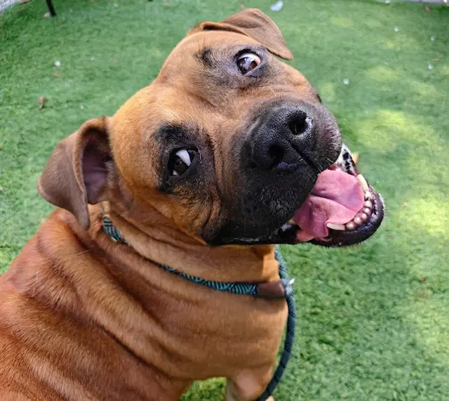 Geno - Bullmastiff