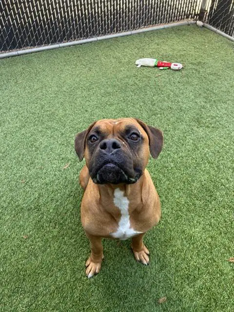 Atlas - Bullmastiff