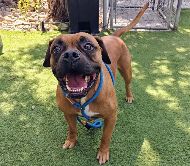 Atlas - Bullmastiff