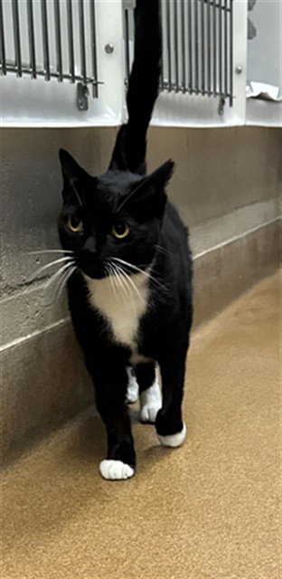 picture of the cat needing adoption