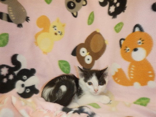 picture of the cat needing adoption