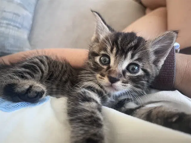 Unknown - Domestic Short Hair