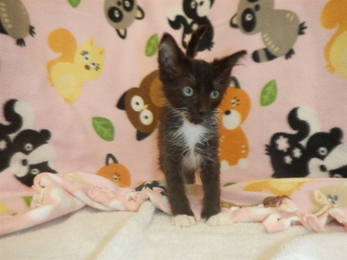 picture of the cat needing adoption
