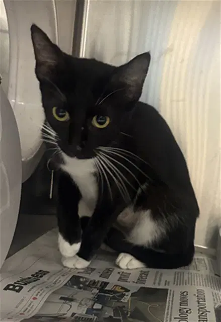 Banana - Domestic Short Hair