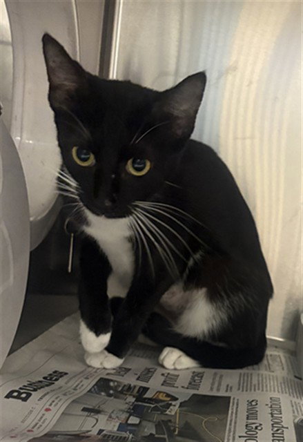 picture of the cat needing adoption
