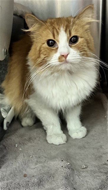 picture of the cat needing adoption