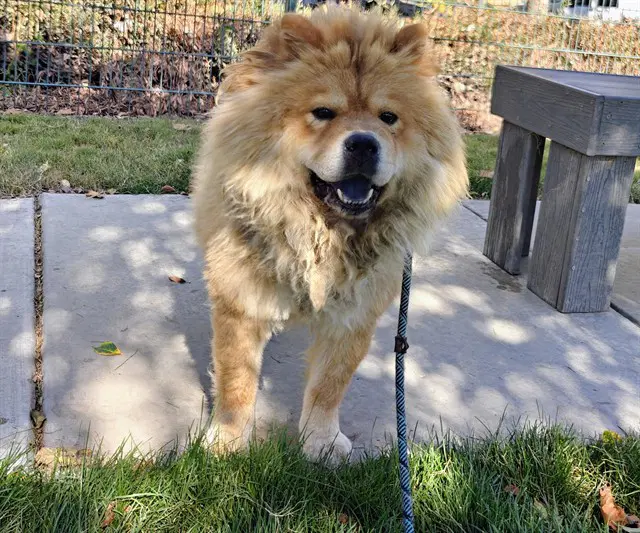 Mufasa - Chow Chow
