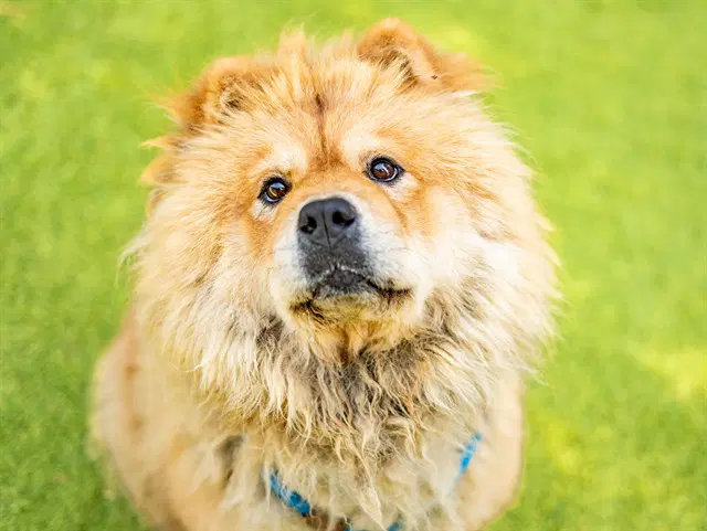 Mufasa - Chow Chow