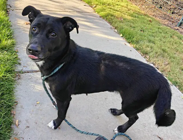 Zaza - German Shepherd Dog