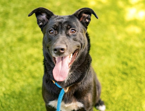 WREN, a dog for adoption from San Jose Animal Care Center