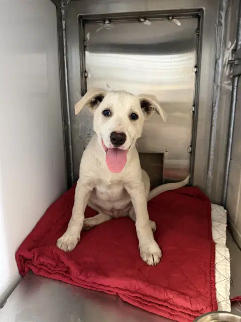 Chad - Anatolian Shepherd