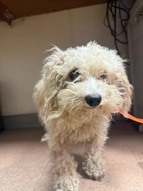 The Fuzz - Poodle (Miniature)
