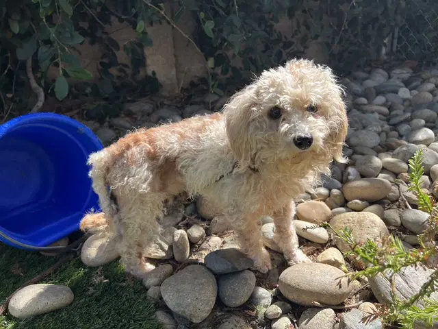 The Fuzz - Poodle (Miniature)