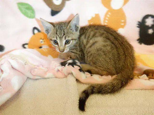 Frutia - Domestic Short Hair