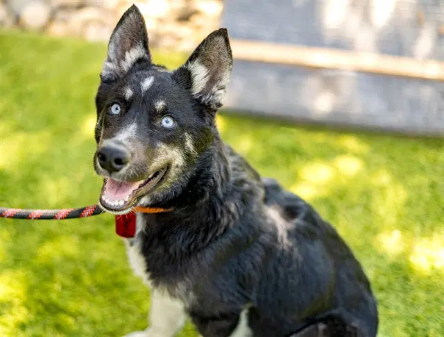 Hawk - Siberian Husky