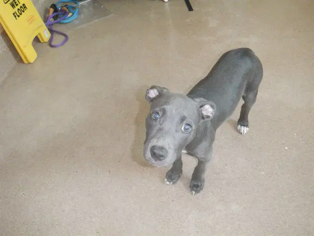 Sunflower - Pit Bull Terrier