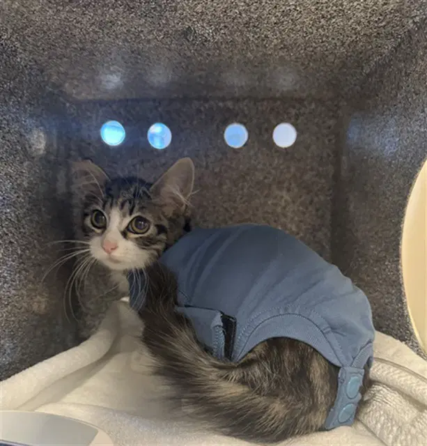 Trap - Domestic Short Hair