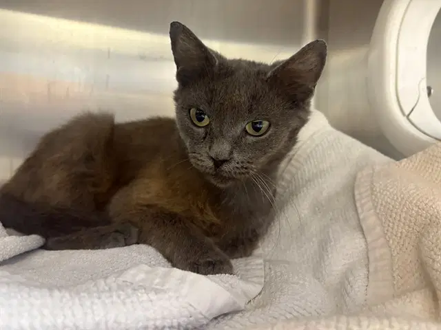 Princess Donut - Domestic Short Hair
