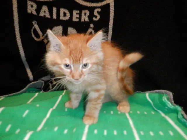 Ahi Ahi - Domestic Short Hair