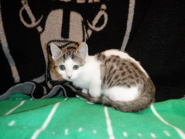 Coconut - Domestic Short Hair