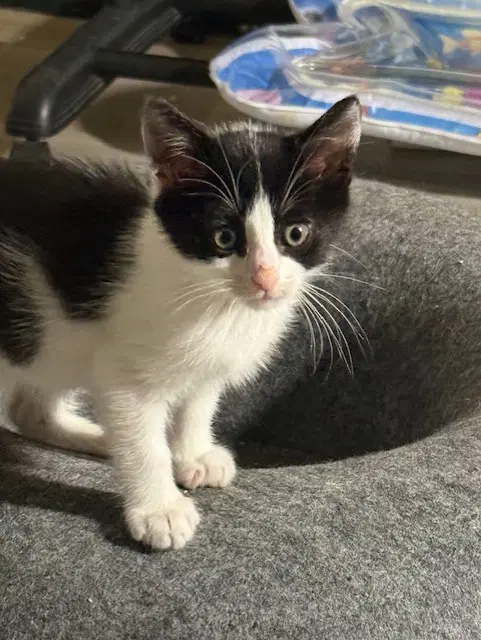 Sweetie - Domestic Short Hair