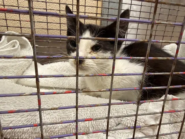 Sammy - Domestic Medium Hair