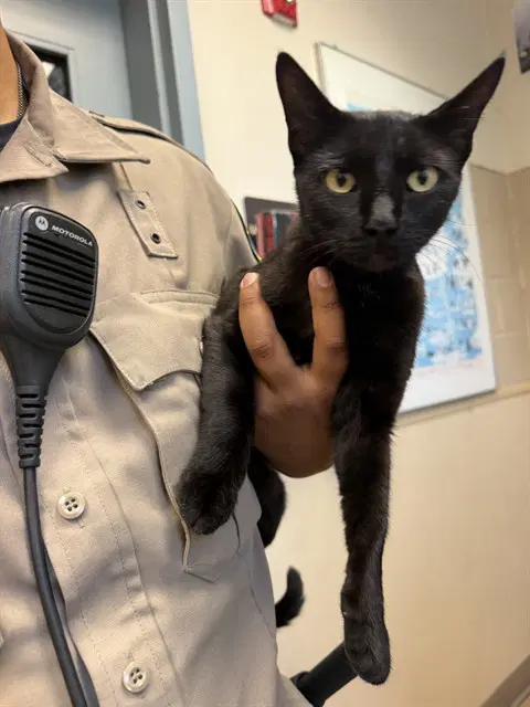 Devin - Domestic Short Hair