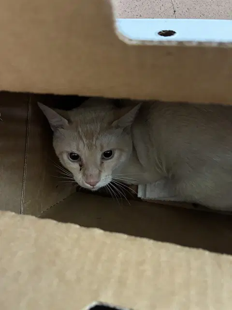 Nester - Domestic Short Hair