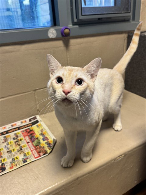 NESTER, a cat for adoption from San Jose Animal Care Center