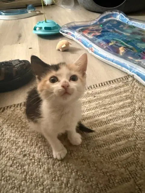 Sweet Pea - Domestic Short Hair