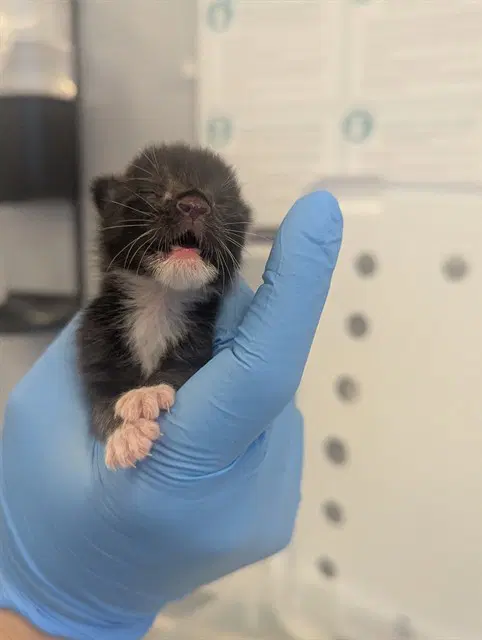 Lil Kaylah - Domestic Short Hair