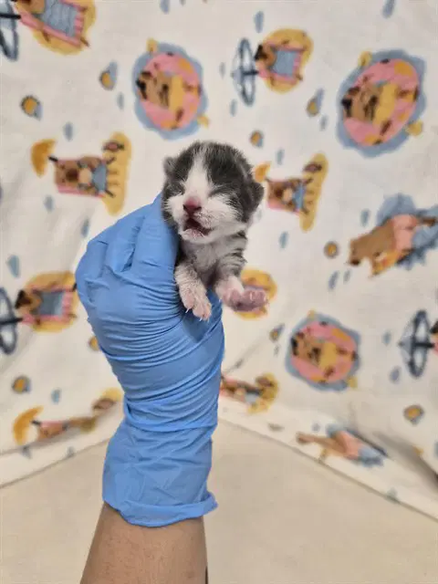 Unknown - Domestic Short Hair