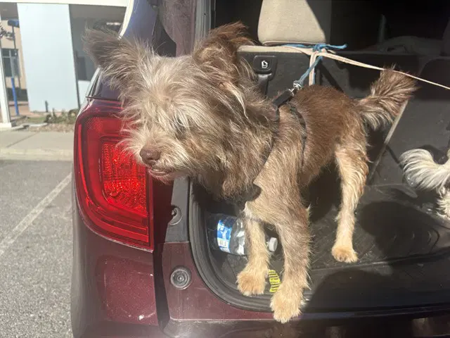 Unknown - Border Terrier