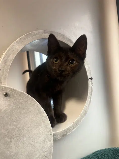 Azula - Domestic Short Hair