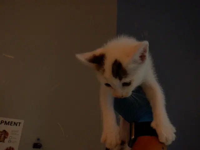 Blueberry - Domestic Short Hair