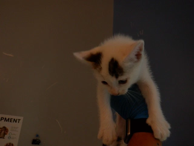 Blueberry